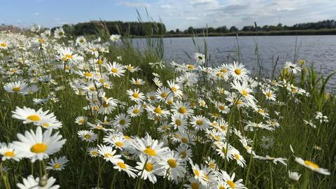 Daisy field under bright sunlight Stock Photos