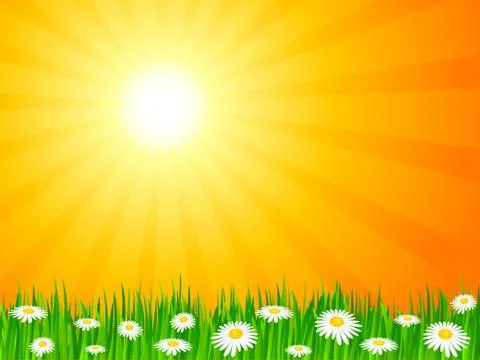 Daisy field view Stock Illustration