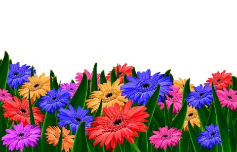 Daisy field with white background Stock Photos