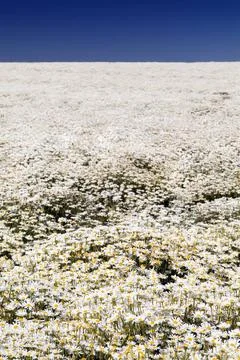 Daisy Fields A perfect field of white daisy s under a blue sky Copyright: ... Foto stock