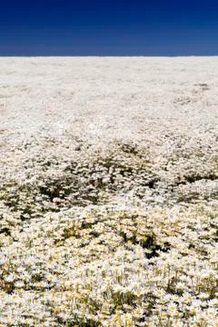Daisy fields Stock Photos