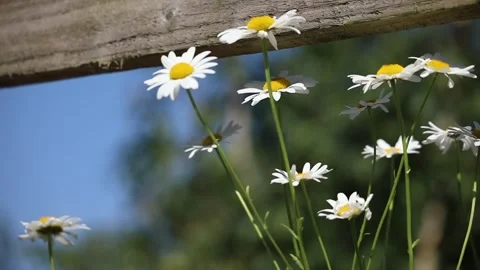 Daisy in a filed Stock Footage 131538672