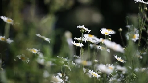 Daisy in a filed Stock Footage 131538925