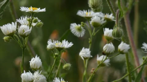 Daisy fleabane (Erigeron annuus) white wildflowers blooming in field Видео 340918732