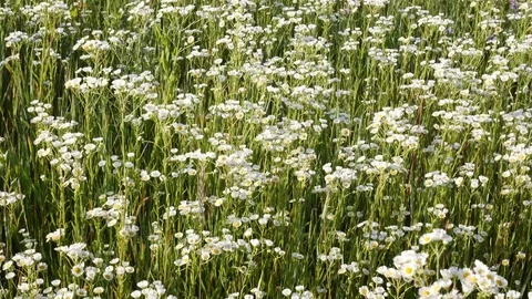 Daisy fleabane is a herbaceous plant. Stock Footage 77417069