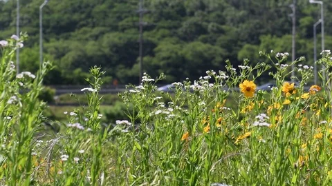 Daisy fleabane &amp; lance-leaved tickseed flowers Stock Footage 82630259