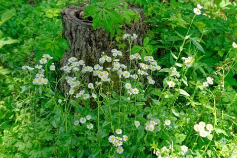Daisy fleabane plants in a forest in bloom Stock Photos