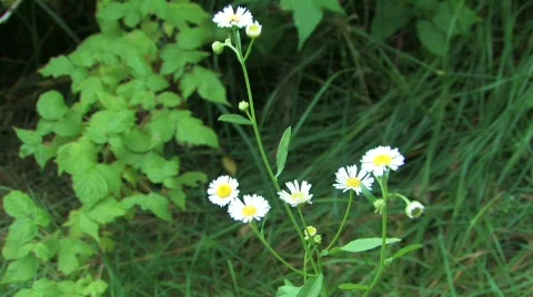 Daisy fleebane Stock Footage 558469