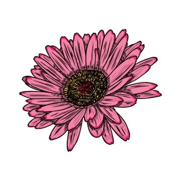Daisy floral botany sketch. Daisy flower drawing. Color line art isolated on  Stock Illustration