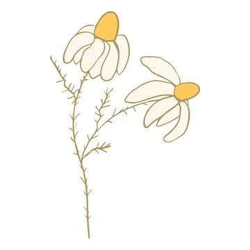 Daisy floral doodle design element isolated on white background. Funny cute Stock Illustration
