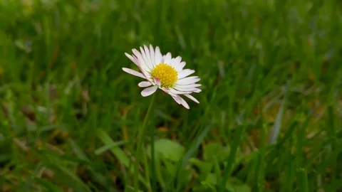 Daisy flower and blowing wind Stock Footage 73491411