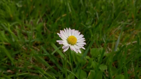 Daisy flower and blowing wind Stock Footage 73491703