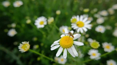 Daisy flower and bug Stock Footage 132815421