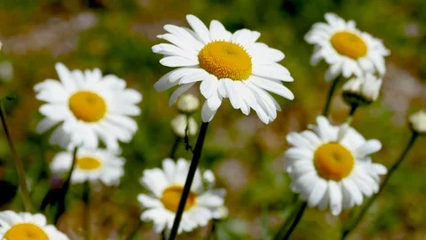 Daisy flower and  gentle spring breeze Stock Footage 128503265
