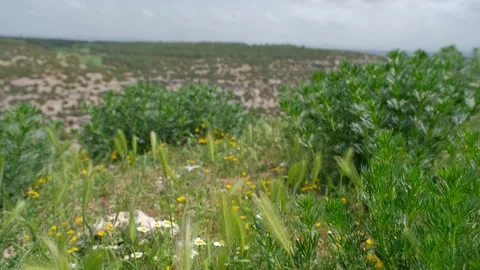 Daisy flower and grass field and high angle view Stock Footage 190619530
