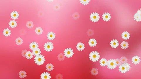 Daisy Flower Animation Background Loop Stock Footage 27156066