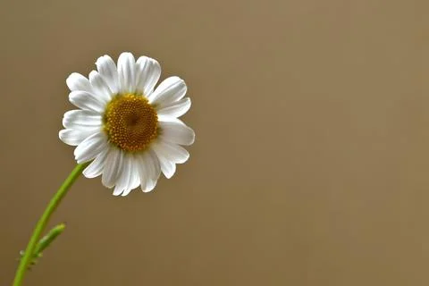 Daisy flower background with copy space Stock Photos