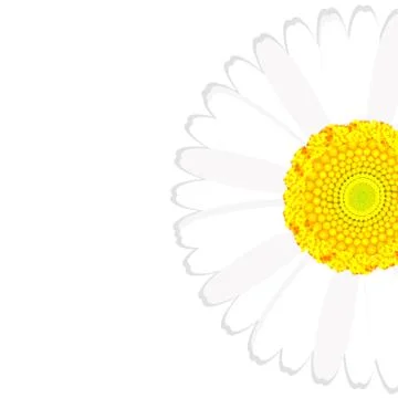 Daisy flower background Stock Illustration
