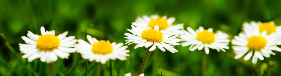 Daisy flower background. Stock Photos