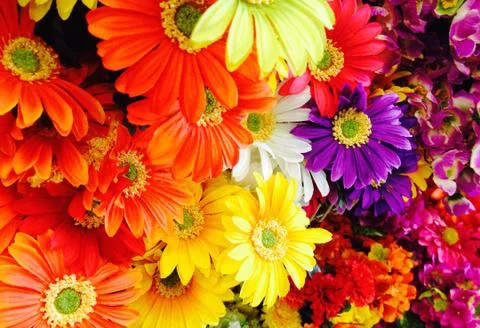 Daisy Flower Background Foto stock