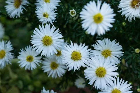 Daisy flower background Stock Photos