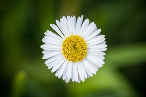 Daisy flower background Stock Photos