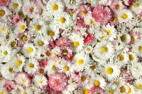 Daisy flower background Stock Photos