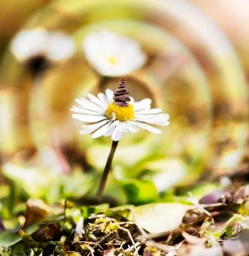 Daisy flower with balanced stones. 스톡 일러스트