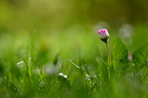 Daisy flower. Beautiful spring background. Nature with flowers in the grass.. Stock Photos