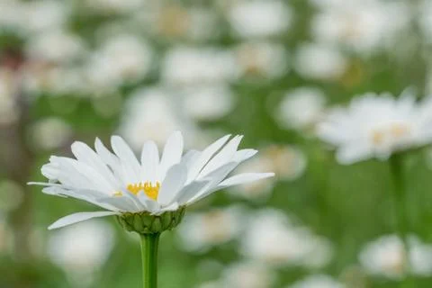 Daisy flower bed Stock Photos