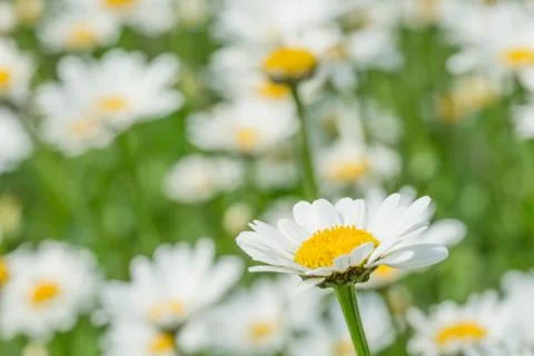 Daisy flower bed Stock Photos