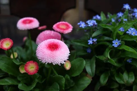 Daisy on the flower bed. Stock Photos