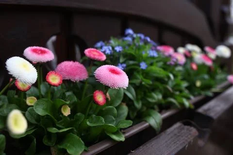 Daisy on the flower bed. Stock Photos