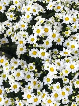 Daisy flower bed Stock Photos
