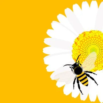 Daisy flower with bee background Stock Illustration