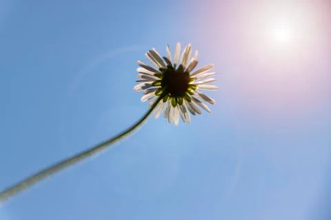 Daisy flower from below Stock Photos
