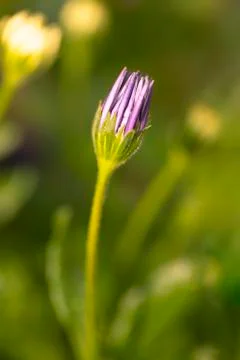Daisy Flower Blooming 스톡 사진