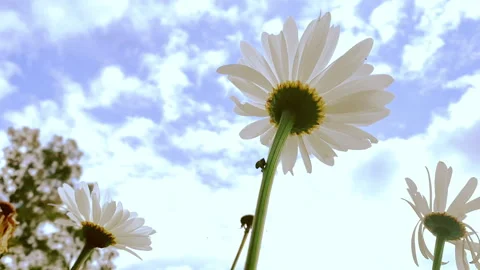 Daisy Flower with Blue Sky Background, Daisy Flower Close Up in Spring  Stock Footage 151357666