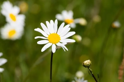 Daisy flower with blurred background Stock Photos
