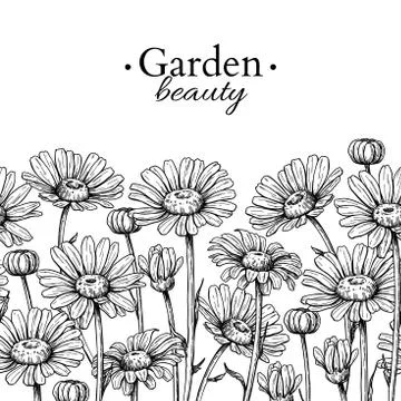 Daisy flower border drawing. Vector hand drawn engraved floral seamless pattern 스톡 일러스트