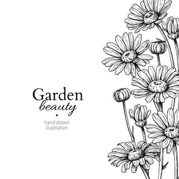 Daisy flower border drawing. Vector hand drawn engraved floral frame. Chamomile Stock Illustration