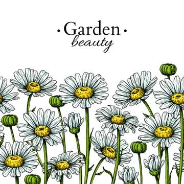 Daisy flower border drawing. Vector hand drawn floral seamless pattern 스톡 일러스트