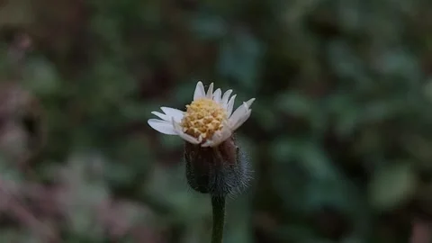 Daisy Flower, Bright to Dark 動画素材 279745352