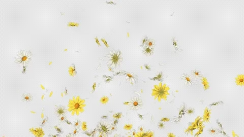 Daisy Flower Burst on Alpha Stock Footage 302454994