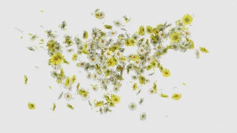 Daisy Flower Burst Stock Footage 224436190