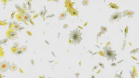 Daisy Flower Burst Stock Footage 231096420