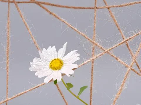 Daisy flower caught in a spider web on gray background 스톡 사진
