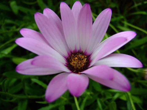 Daisy flower close up Stock Photos