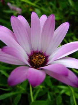 Daisy flower close up Stock Photos