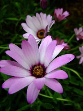 Daisy flower close up Stock Photos